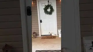 These ducks live rent and worry free around here!