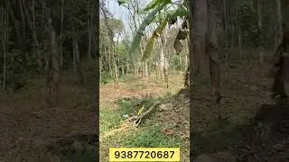വമ്പൻ വിലക്കുറവിൽ 🔥😍 76 സെന്റ് റബർ പുരയിടം + വീട് || Kottayam  pallikkathodu | 321B #kottayam