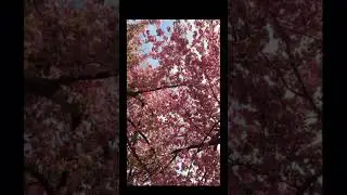 🌸🤩 #spring #transition