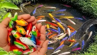 The Incredible Catch Colorful Aquarium Fish In Small Pond, Baby Turtle, Pencil Fish, Carp, Goldfish