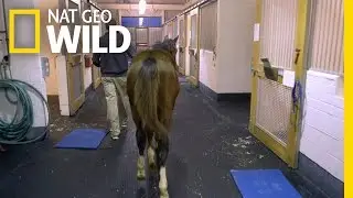 Race to Victory | Vet School