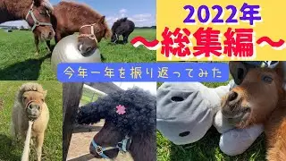 2022年総集編！！今年もいろいろと楽しませてくれたミニチュアホースたちの一年！