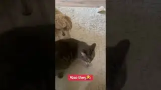 And so on every day without stopping🤦&zwj;♀️ #dogandcatbestfriends#funnyvideosanimals#babydog#funnydog