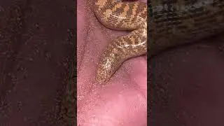 Does it get any derpier!?? Snakes of Dubai