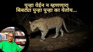 पुन्हा येईन न म्हणणारा बिबट्या पुन्हा पुन्हा का येतोय... | Leopard Spottings