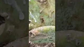 Backyard bug hunt - cactus coreids