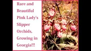 The Rare and Beautiful Wild Pink Lady's Slipper Orchids growing in Georgia in a huge patch! UNREAL!