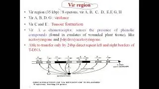 Agrobacterium (vector)mediated   Gene Transfer
