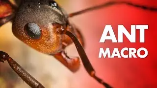 My Best Tips for Ant Macro Photography