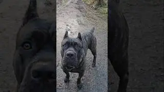 idk about you but.. #canecorso #italianmastiff #mastiff #salmoncreekcanecorso #dogs #corso #bigdogs
