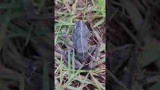 Dead Frog