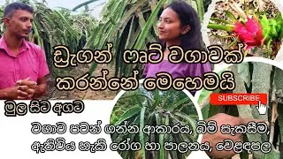 සාර්ථක ඩ්‍රැගන් ෆෘට් වගාවකට අත්වැලක් #agriculture #dragonfruit #agriculturesrilanka #agriculture