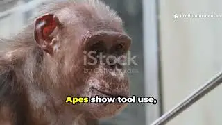 Inside Animal Minds  The Truth About