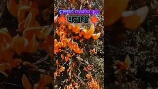 Jharkhand ka rajkiy phool Palash🍁.    #2025 #youtubeshorts #ytshorts #shorts #short #flowers#jaan