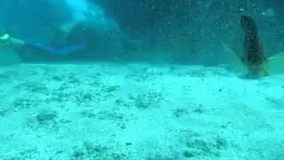 Diving at Electric Beach, Oahu.