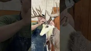 Как оседлать 220-дюймовый олень за 60 секунд!