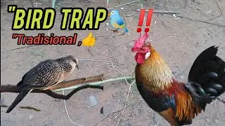 How to Make a Simple Bird Trap 🐦👍‼️