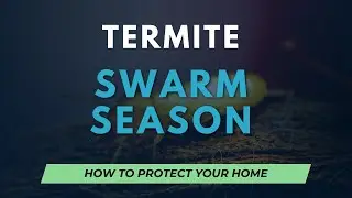 Termite Swarm Season - How to Protect your Home from Devastation!