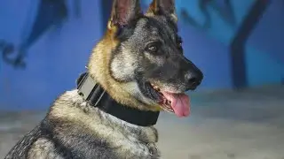 K-9 units of the NATO-led KFOR mission
