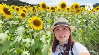 Hoa hướng dương ở Tochigi (Mashiko, Haga-gun, Kamiyama) - Sunflower in Japan