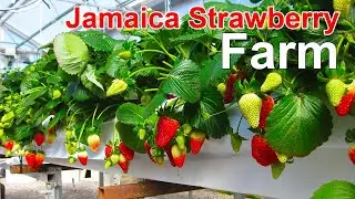 How We Grow Strawberries in Jamaica &ndash; Full Tour of Our Tropical Strawberry Farm