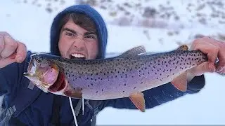 Multi Species Trout Fishing Deep In The Mountains of Utah!! - Bass'N'Trout