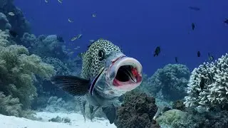 Secrets of the Sea - Underwater Cleaning Stations