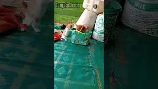 Kumpulan Hewan #kucing #kucinglucu #cat #shorts #viral #funny #viralvideo #short #shortvideo #cats