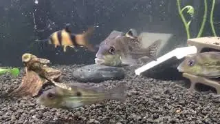 Geophagus Winemilleri juvenile group