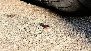 Running Over A Coffee Bean With My Car