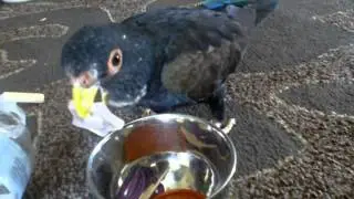bronze wing pionus