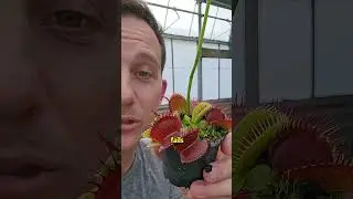 Why does the Venus flytrap commit suicide