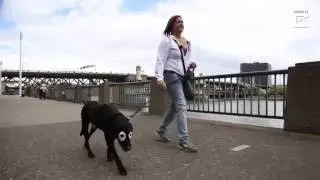 White Eyed Rowdy - The Dog With Vitiligo