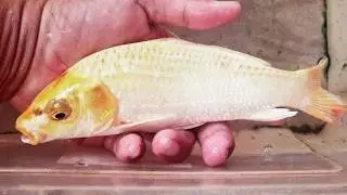 Great Catch Color Catfish In Small Pond Turtle, Gold fish, pencil fish, koi fish #fishing #fish