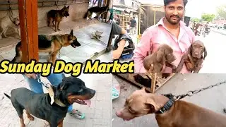 Sunday Dog Market, Tollinton Market Lahore || Urdu/Hindi|| Dog All Breed Available || MMB pet lover