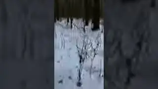 11412+саt