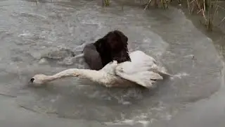 Utah Tundra Swan hunt 2025