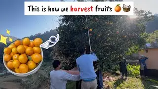 From Tree to Basket🍊🧺/Natural Fruit Harvesting ||  Dad&rsquo;s Special Handi Mutton making🍖