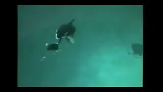 Drama bei Walshow  Orca zieht Trainer in die Tiefe Sea World360p H 264 AAC #168