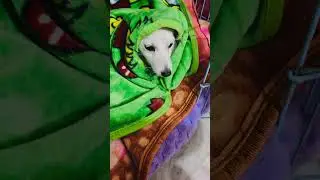 First time command follow ki Maggie ne😁#ytshorts #dog #music #funny #entertainment