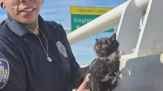 Kitten rescued off of Margaret Hunt Hill bridge