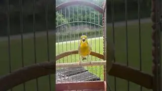 Canary Mule Singing Goldfinch | Beautiful Bird Song | Morning Birds Call and Chirp | Amazing Finch |
