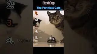 Funniest Cats part 29 (Wait for #1!)