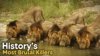 Six Brothers Who Changed Lion History Forever | The Mapogo Lions