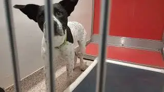 Pinto-B&W-we're building trust 1y A863359 Mary Ann-tan 2y A888655 kennel 164 PACC shelter20251229305