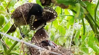 Black Bulbul Feeding MASSIVE Black Butterfly | Bulbul baby birds in nest  | bird videos | day 5 EP 7