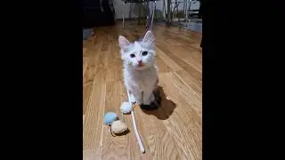 3 Minutes of Kitten Therapy 🐾 | Relaxing Cozy Cat Compilation