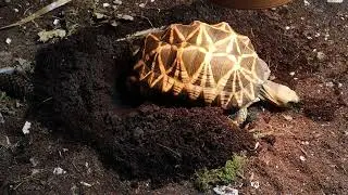 Burmese Star Tortoise, Egg laying, Geochelone platynota