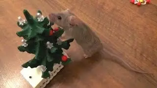 Mouse decorates the Christmas tree [Original]