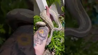 Ball Python Genetics Projects - Black Pastel Mojave Orange Ghost